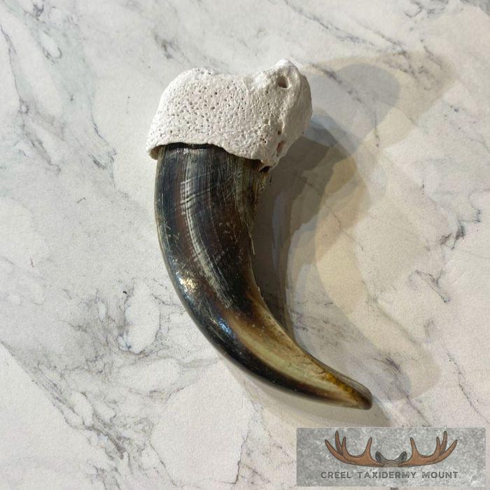 Grizzly Bear Claw Taxidermy For Sale - Image 5