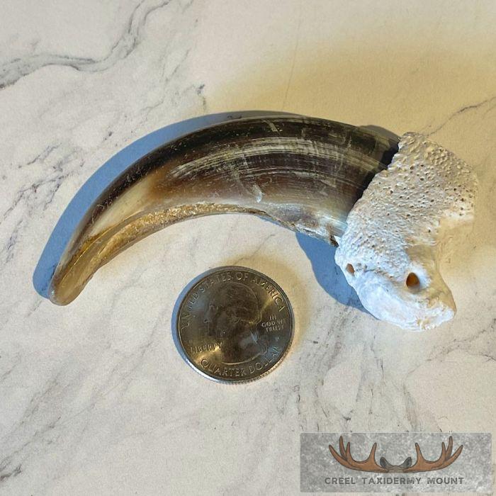 Grizzly Bear Claw Taxidermy For Sale - Image 2