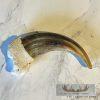 Grizzly Bear Claw Taxidermy For Sale - Image 4