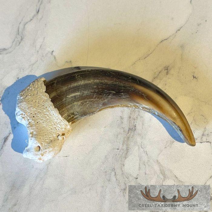 Grizzly Bear Claw Taxidermy For Sale - Image 4