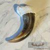 Grizzly Bear Claw Taxidermy For Sale - Image 3