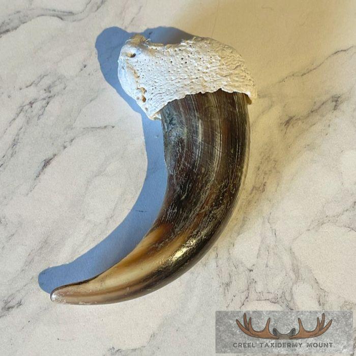Grizzly Bear Claw Taxidermy For Sale - Image 3