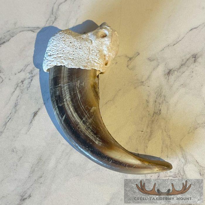 Grizzly Bear Claw Taxidermy For Sale - Image 5