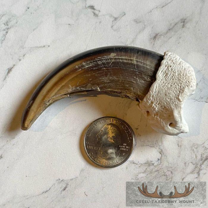 Grizzly Bear Claw Taxidermy For Sale - Image 2