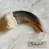 Grizzly Bear Claw Taxidermy For Sale - Image 5