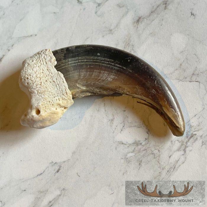 Grizzly Bear Claw Taxidermy For Sale - Image 5