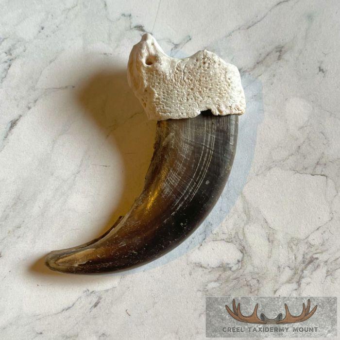 Grizzly Bear Claw Taxidermy For Sale - Image 3