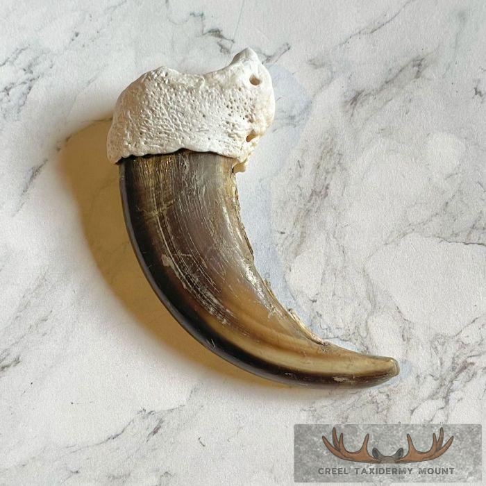 Grizzly Bear Claw Taxidermy For Sale - Image 4