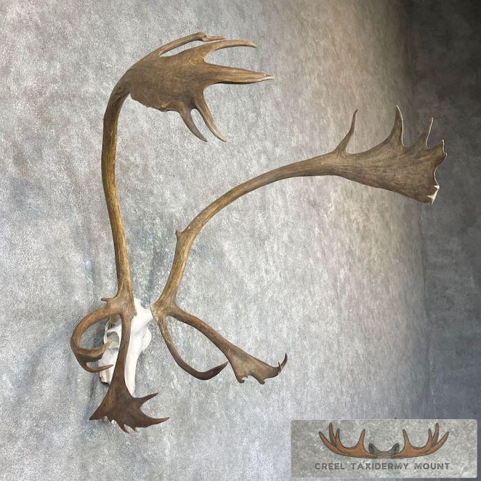 Barren Ground Caribou Skull & Antler Mount For Sale - Image 2