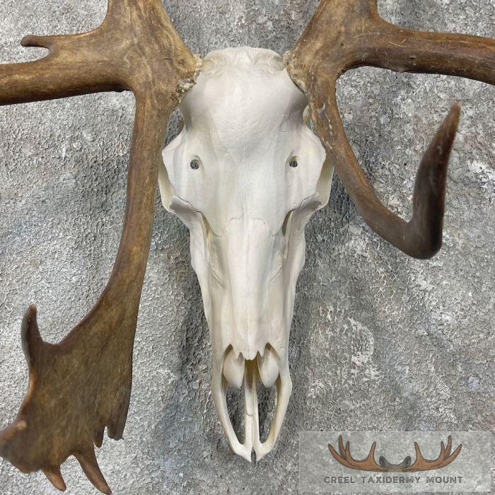Barren Ground Caribou Skull & Antler Mount For Sale - Image 4