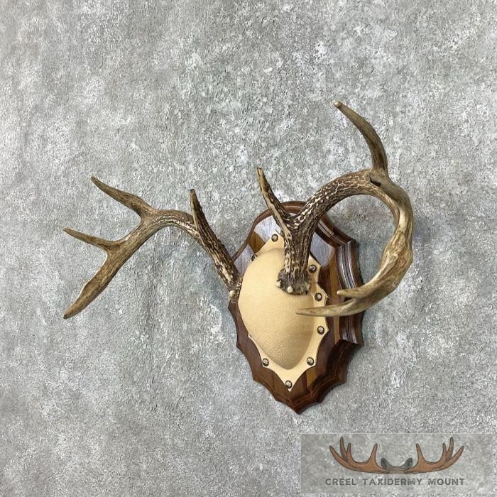 Whitetail Deer Antler Plaque Taxidermy Mount For Sale - Image 4