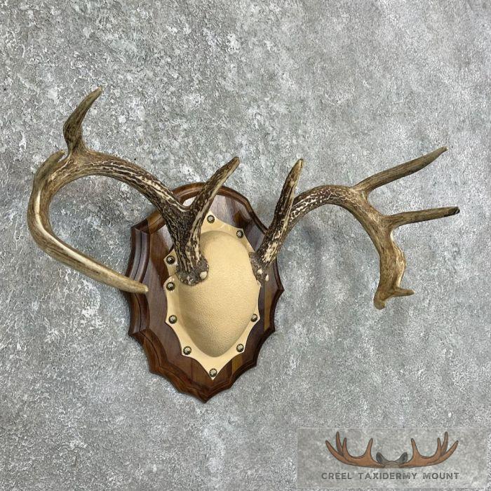 Whitetail Deer Antler Plaque Taxidermy Mount For Sale - Image 3