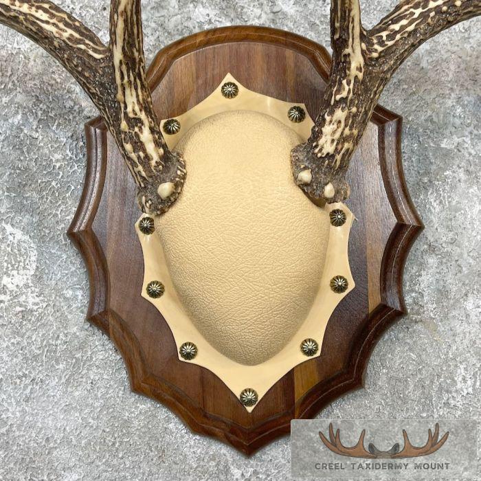 Whitetail Deer Antler Plaque Taxidermy Mount For Sale - Image 2