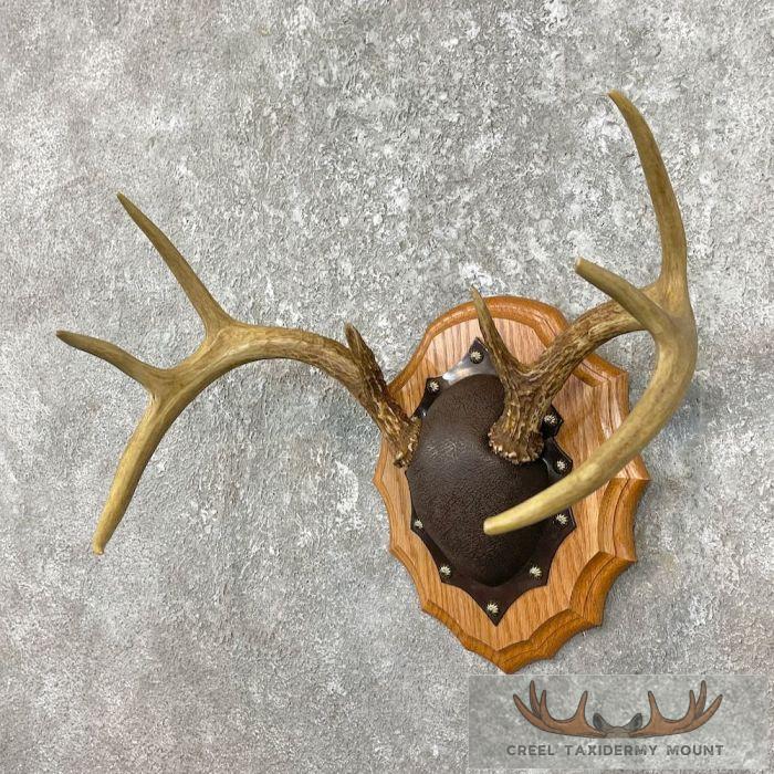 Whitetail Deer Antler Plaque Taxidermy Mount For Sale - Image 4