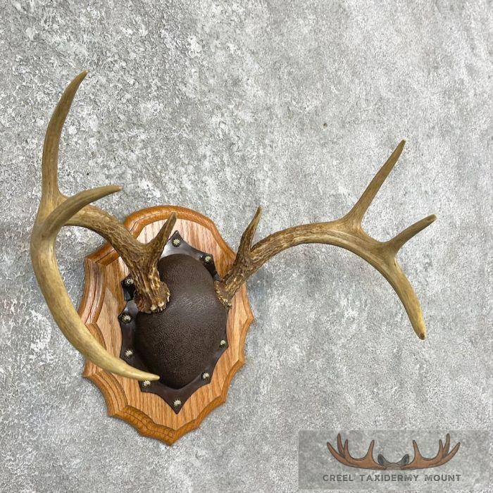 Whitetail Deer Antler Plaque Taxidermy Mount For Sale - Image 3