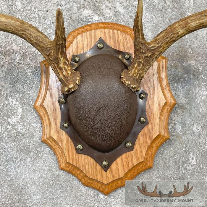 Whitetail Deer Antler Plaque Taxidermy Mount For Sale - Image 2