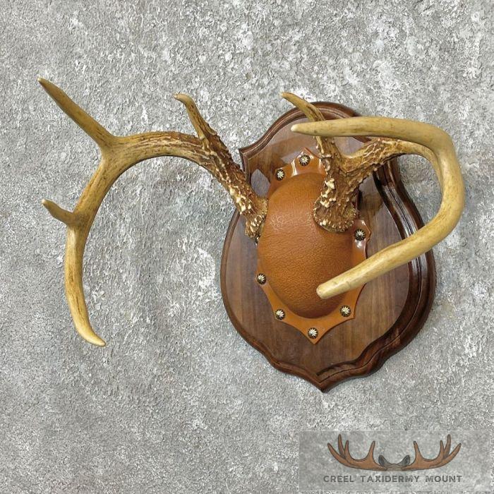 Whitetail Deer Antler Plaque Taxidermy Mount For Sale - Image 3