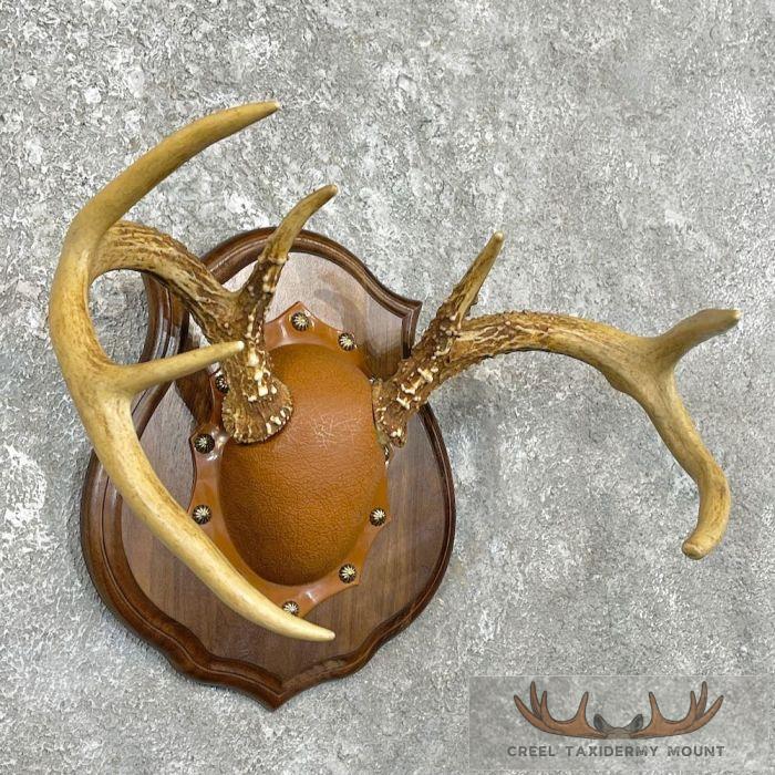 Whitetail Deer Antler Plaque Taxidermy Mount For Sale - Image 4