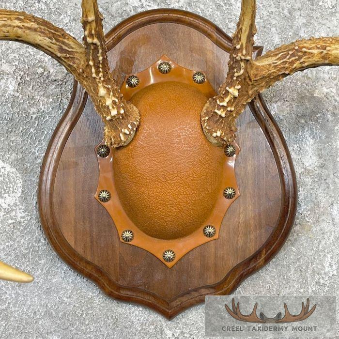 Whitetail Deer Antler Plaque Taxidermy Mount For Sale - Image 2