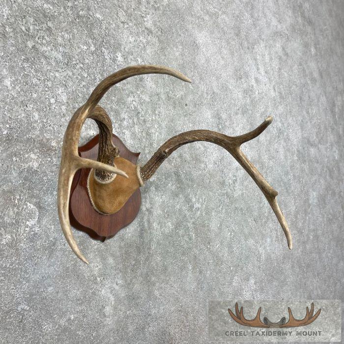 Whitetail Deer Antler Plaque Taxidermy Mount For Sale - Image 3