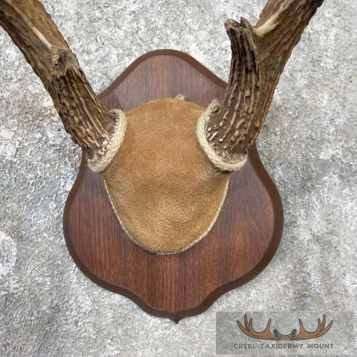 Whitetail Deer Antler Plaque Taxidermy Mount For Sale - Image 2