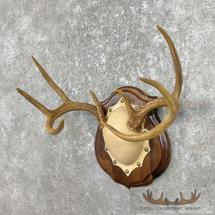 Whitetail Deer Antler Plaque Taxidermy Mount For Sale - Image 3