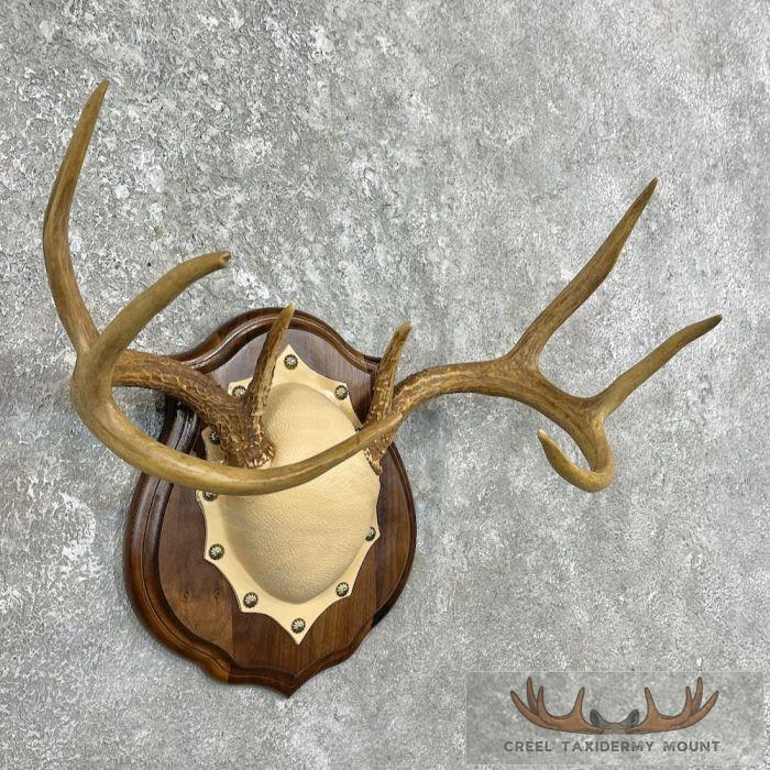 Whitetail Deer Antler Plaque Taxidermy Mount For Sale - Image 4