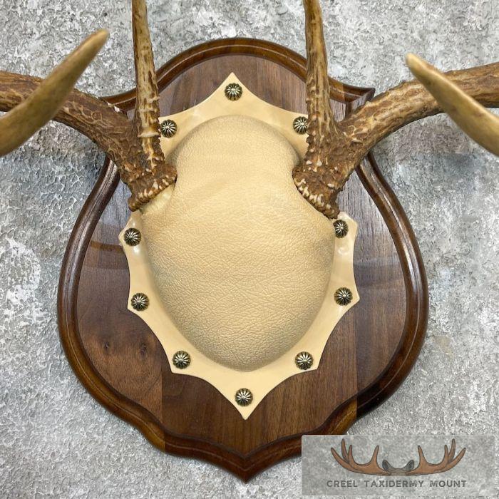 Whitetail Deer Antler Plaque Taxidermy Mount For Sale - Image 2