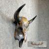 American Buffalo/Bison Skull Taxidermy Mount For Sale - Image 3