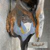 American Buffalo/Bison Skull Taxidermy Mount For Sale - Image 6
