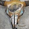 American Buffalo/Bison Skull Taxidermy Mount For Sale - Image 4