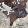 Painted Goat Tanned Hide Taxidermy Skin For Sale - Image 2