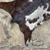 Painted Goat Tanned Hide Taxidermy Skin For Sale - Image 4