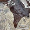 Painted Goat Tanned Hide Taxidermy Skin For Sale - Image 5
