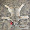 Alaskan Lynx Taxidermy Full Rug Mount For Sale - Image 2