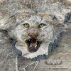 Alaskan Lynx Taxidermy Full Rug Mount For Sale - Image 3