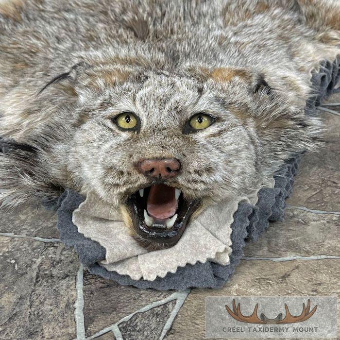 Alaskan Lynx Taxidermy Full Rug Mount For Sale - Image 3