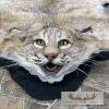Bobcat Taxidermy Rug For Sale - Image 2