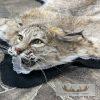Bobcat Taxidermy Rug For Sale - Image 3