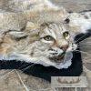 Bobcat Taxidermy Rug For Sale - Image 5