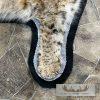 Bobcat Taxidermy Rug For Sale - Image 6