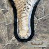 Bobcat Taxidermy Rug For Sale - Image 7