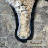 Bobcat Taxidermy Rug For Sale - Image 8