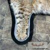 Bobcat Taxidermy Rug For Sale - Image 9