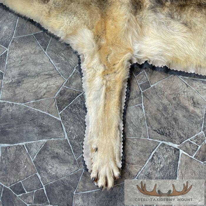 Grey Wolf Full Rug Taxidermy Mount For Sale - Image 10