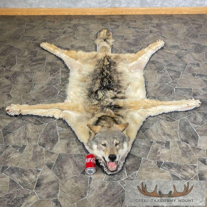 Grey Wolf Full Rug Taxidermy Mount For Sale - Image 2