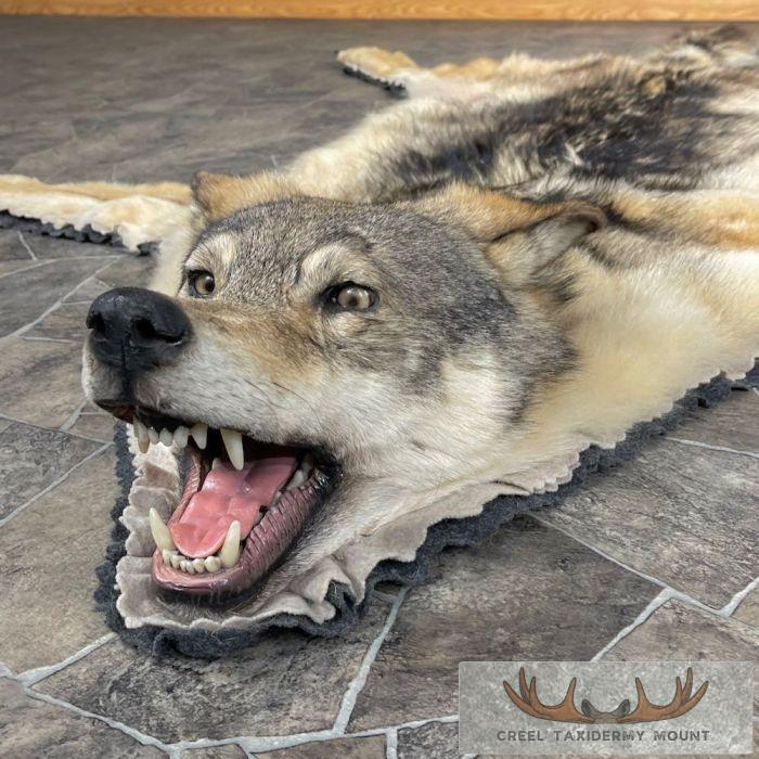 Grey Wolf Full Rug Taxidermy Mount For Sale - Image 4