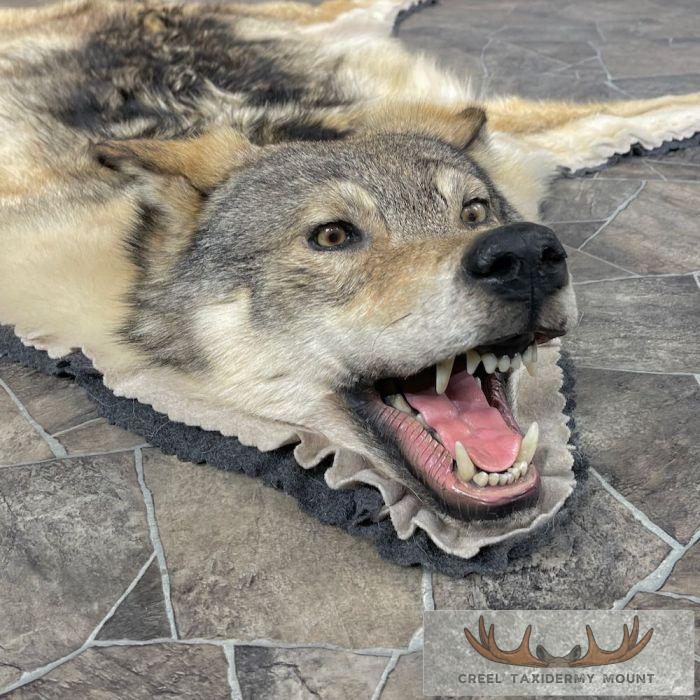 Grey Wolf Full Rug Taxidermy Mount For Sale - Image 5