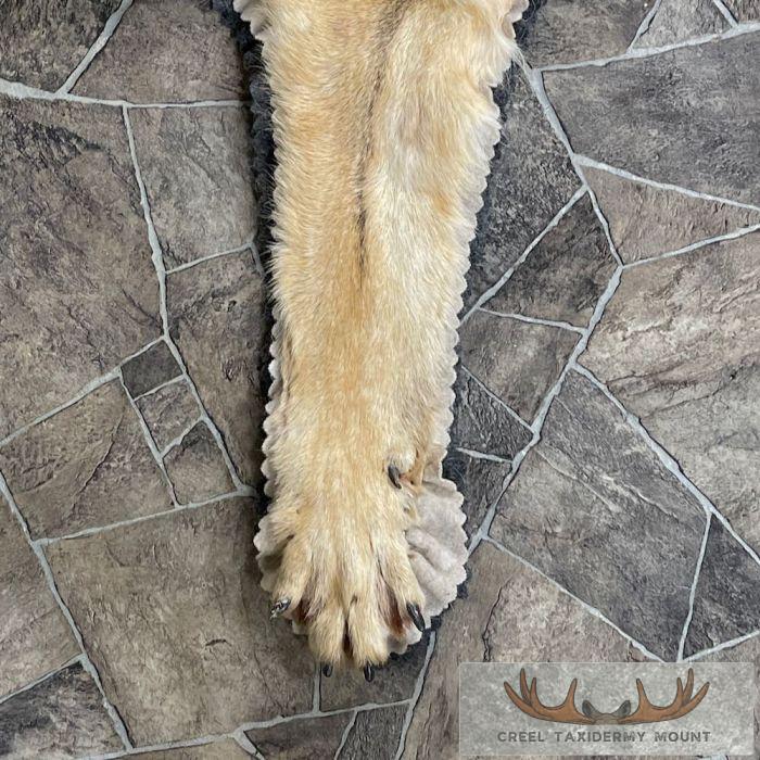 Grey Wolf Full Rug Taxidermy Mount For Sale - Image 6