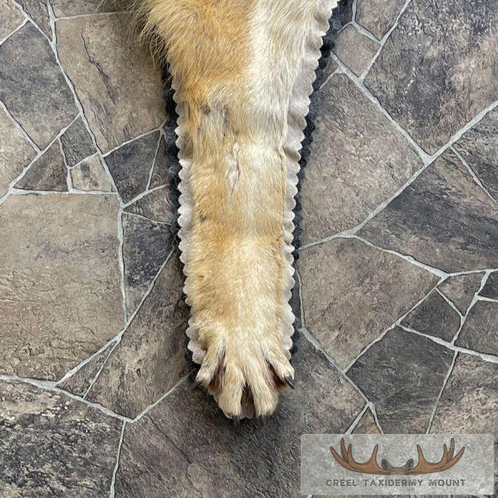 Grey Wolf Full Rug Taxidermy Mount For Sale - Image 7